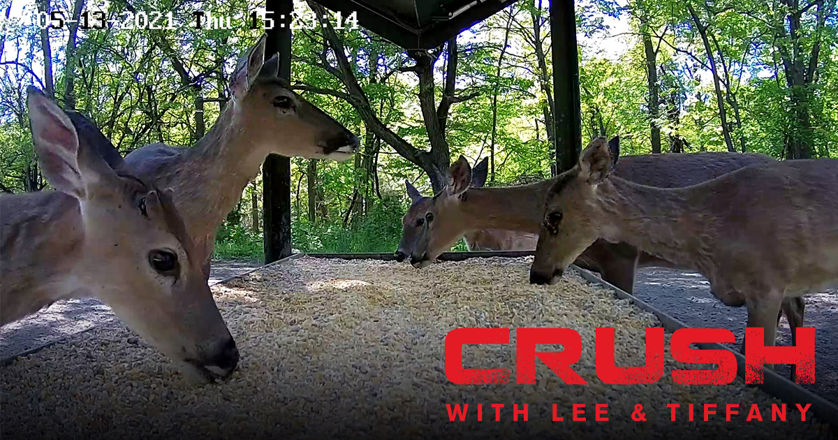 Watch Our Live Lee and Tiffany Deer Cam - Close Up View! | CarbonTV