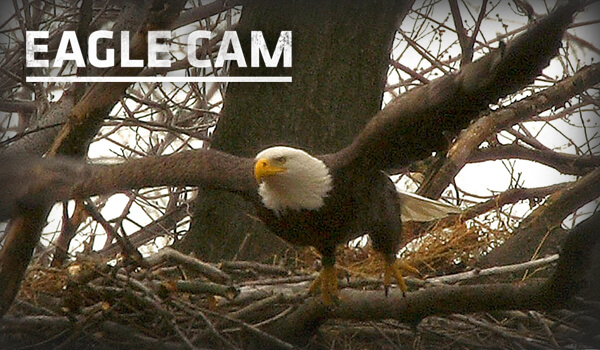 CarbonTV Eagle Cam