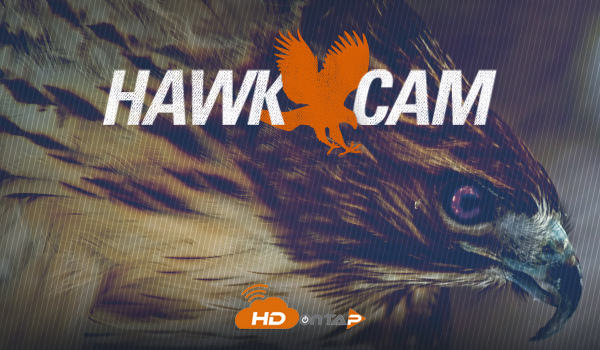 Red-tailed Hawk Live Cam