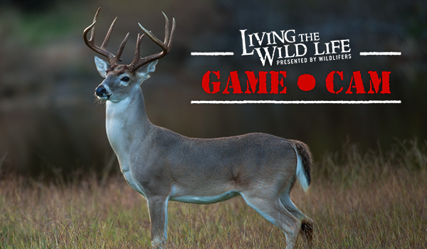 Wildlifers Living the Wild Life Live Game Cam