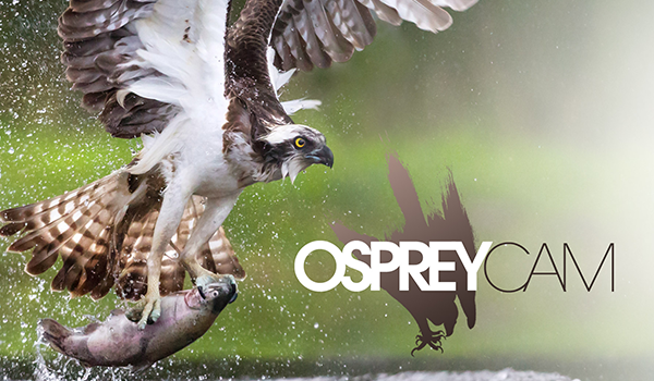 Severna Park Osprey Live Cam