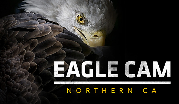Northern California Eagle Live Cam