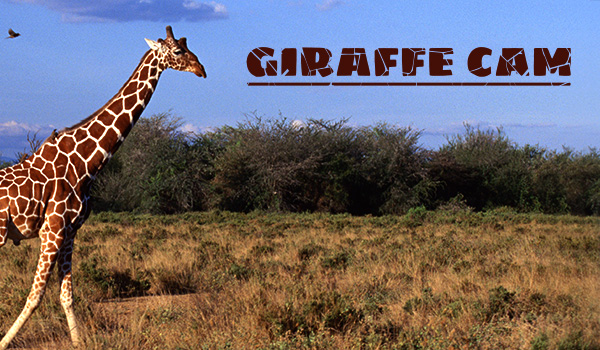 Live Giraffe Cam