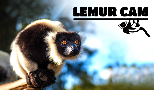 Live Lemur Cam