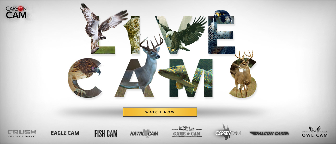 Watch The Best Outdoor Shows For Free CarbonTV