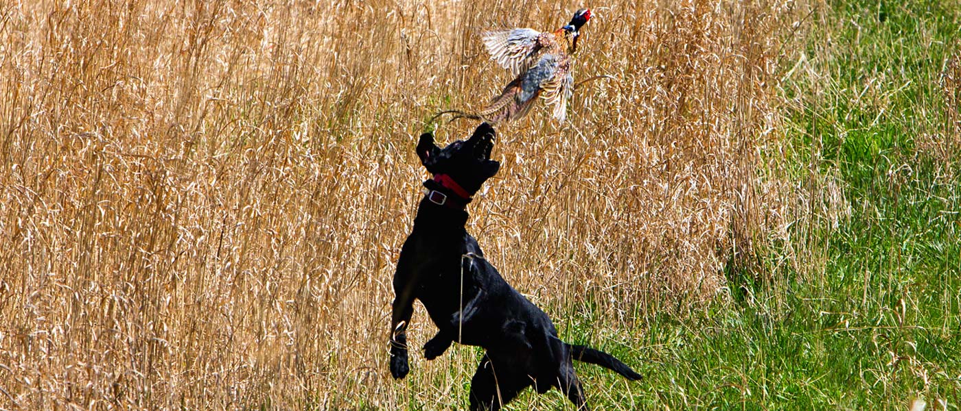 SportingDog Adventures