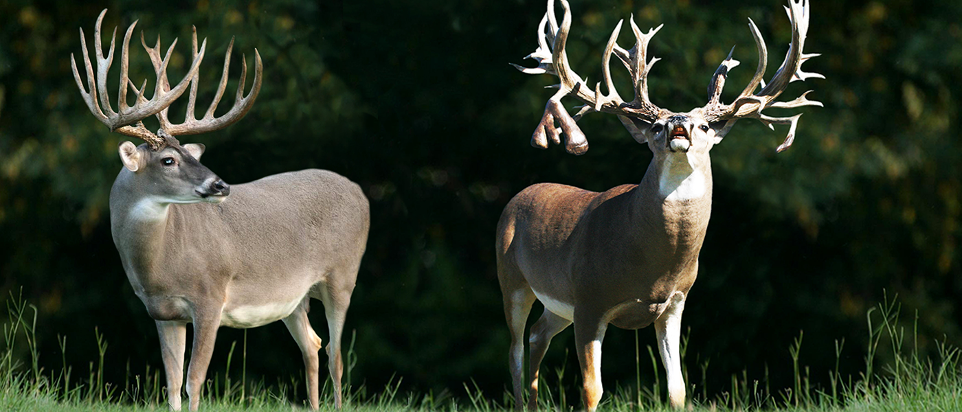 Watch Deer Farming TV Online | CarbonTV