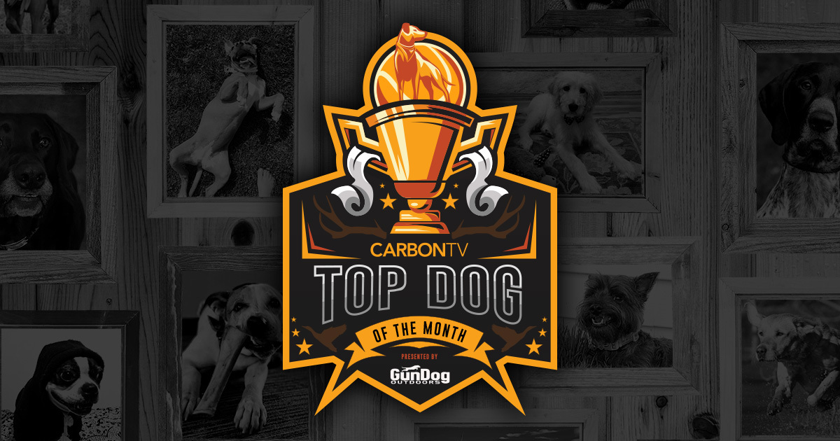 Top Dog of the Month CarbonTV